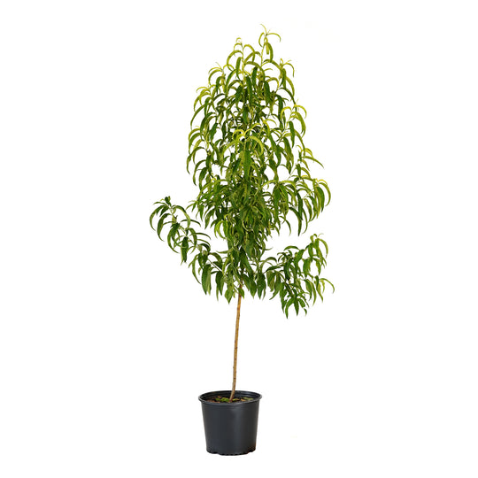 Sunmist Nectarine tree with green summer foliage in a black nursery pot
