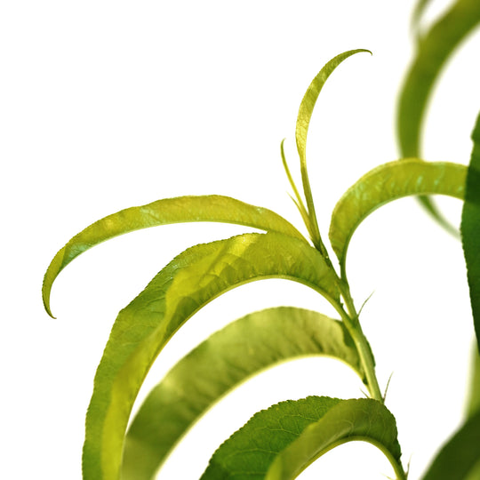 Close-up of bright green leaves sprouting on a Sunmist Nectarine tree stem against a white background