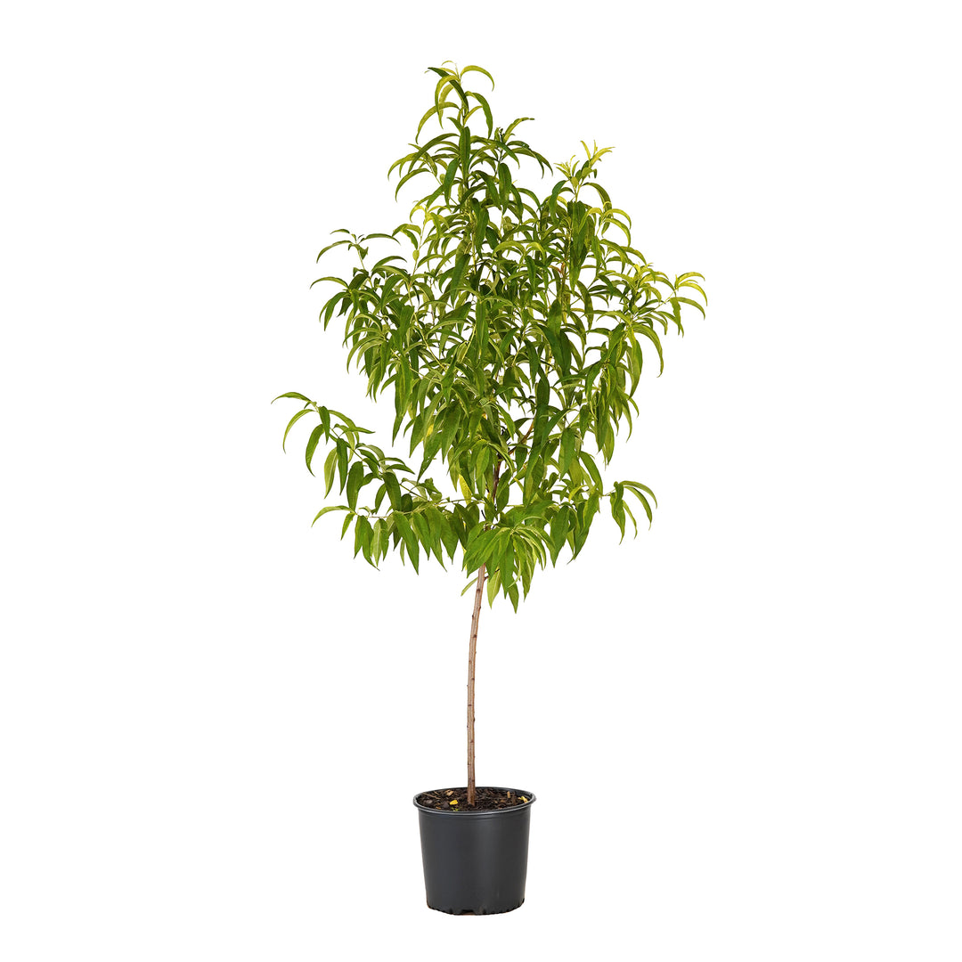 Sunraycer Nectarine tree with green summer foliage in a black nursery pot