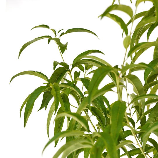 Close-up of bright green foliage on a Sunraycer Nectarine tree against a white background