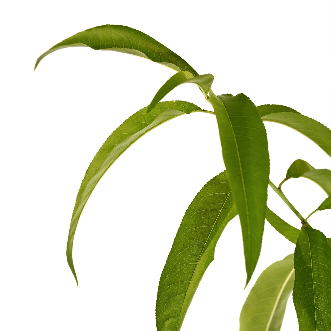 Close-up of vibrant green leaves on a Sunraycer Nectarine tree stem against a white background