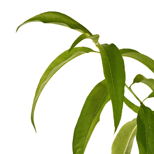 Close-up of vibrant green leaves on a Sunraycer Nectarine tree stem against a white background