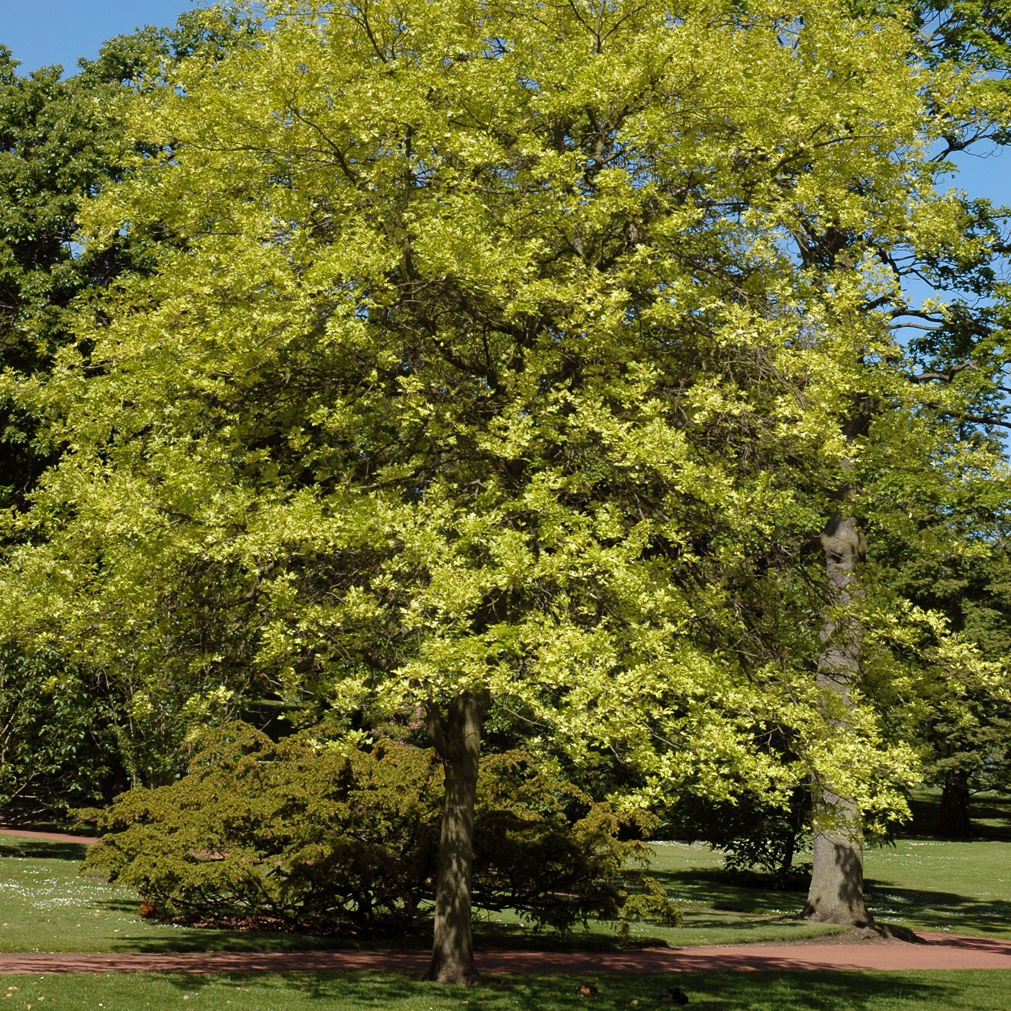 A mature Pin Oak tree with vibrant green summer leaves growing in a park