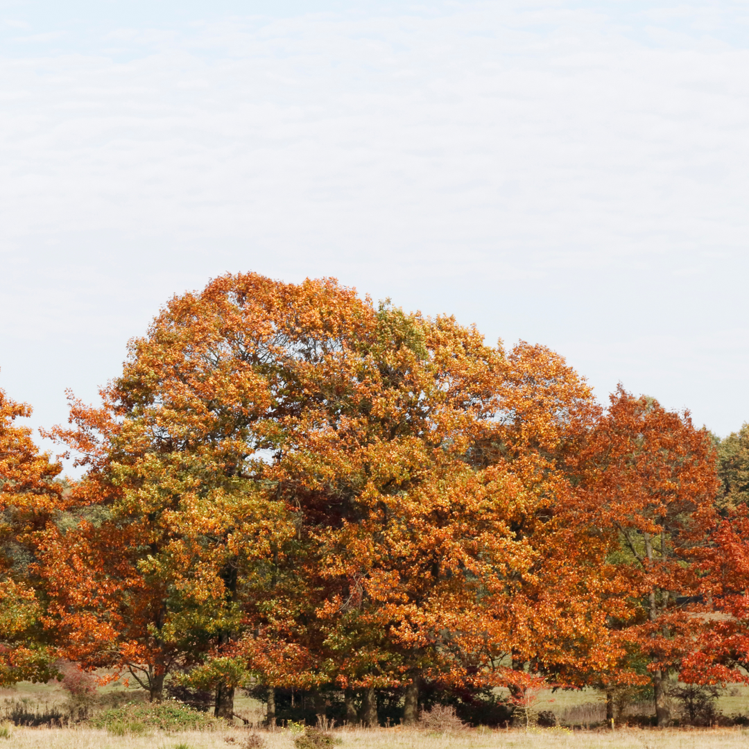 A mature Northern Red Oak tree showcasing vibrant red and orange autumn foliage in a field