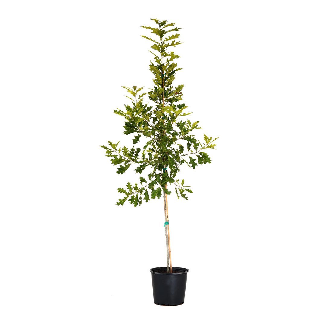 A container-grown Shumard Oak tree with lush green leaves and a straight trunk