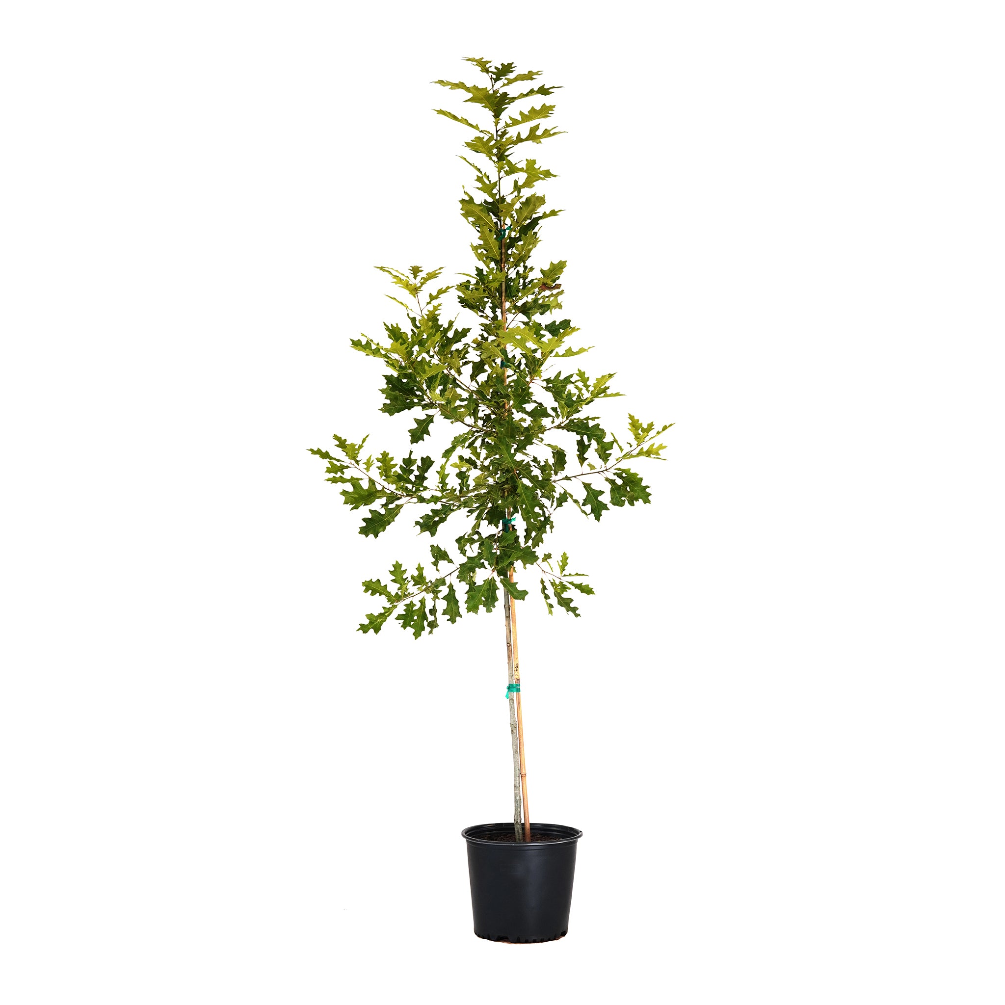 A container-grown Shumard Oak tree with lush green leaves and a straight trunk