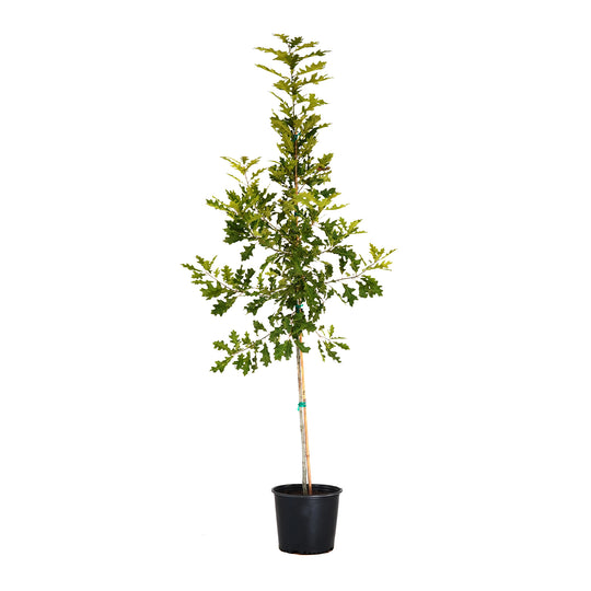 A container-grown Shumard Oak tree with lush green leaves and a straight trunk