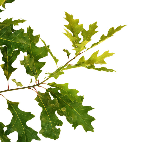 Close-up of deeply lobed green leaves on a Shumard Oak tree branch