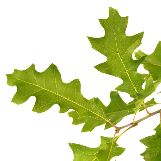 Detailed close-up of vibrant green deeply lobed leaves on a Shumard Oak tree branch