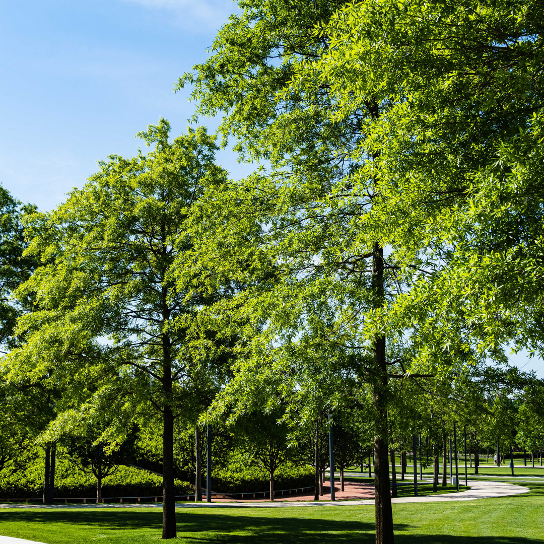 A mature Pin Oak tree with vibrant green summer leaves growing in a park