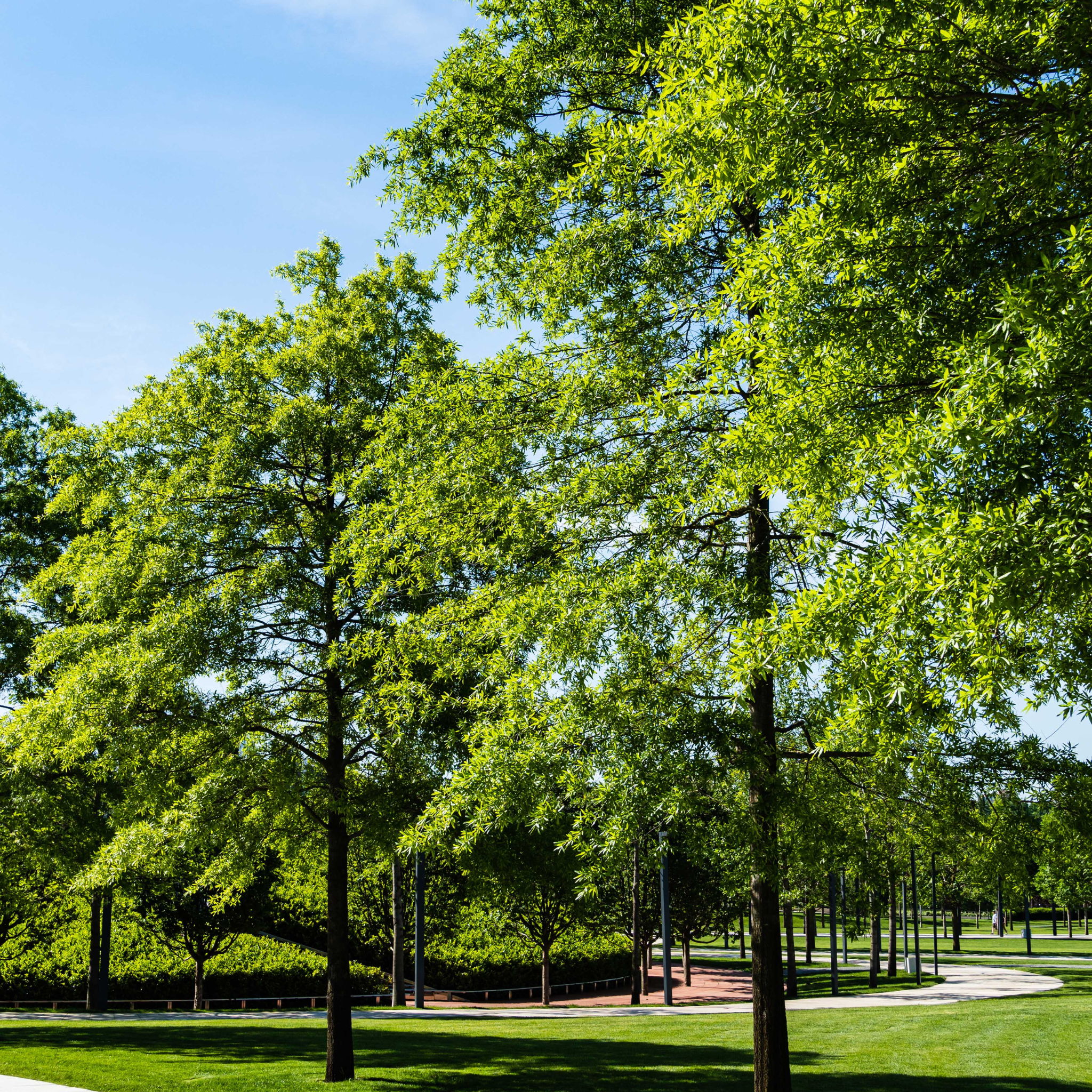 A mature Pin Oak tree with vibrant green summer leaves growing in a park