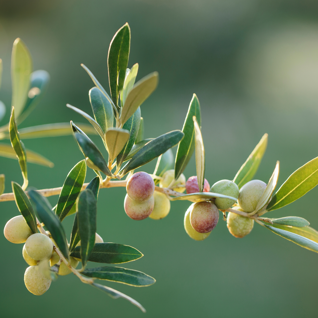 A close-up of an Arbequina Olive tree branch with maturing green and purple olives