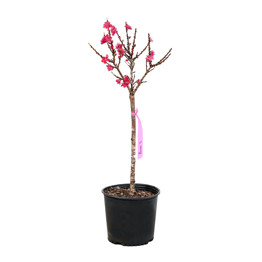 A container-grown Bonanza Patio Peach tree with bright pink spring blossoms