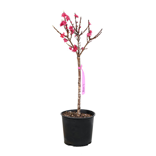 A container-grown Bonanza Patio Peach tree with bright pink spring blossoms