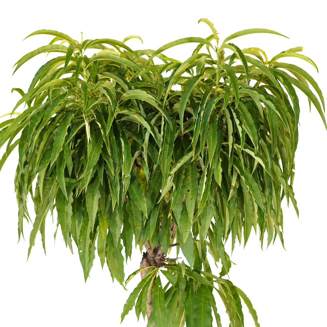 A Bonanza Patio Peach tree showcasing dense, vibrant green summer foliage