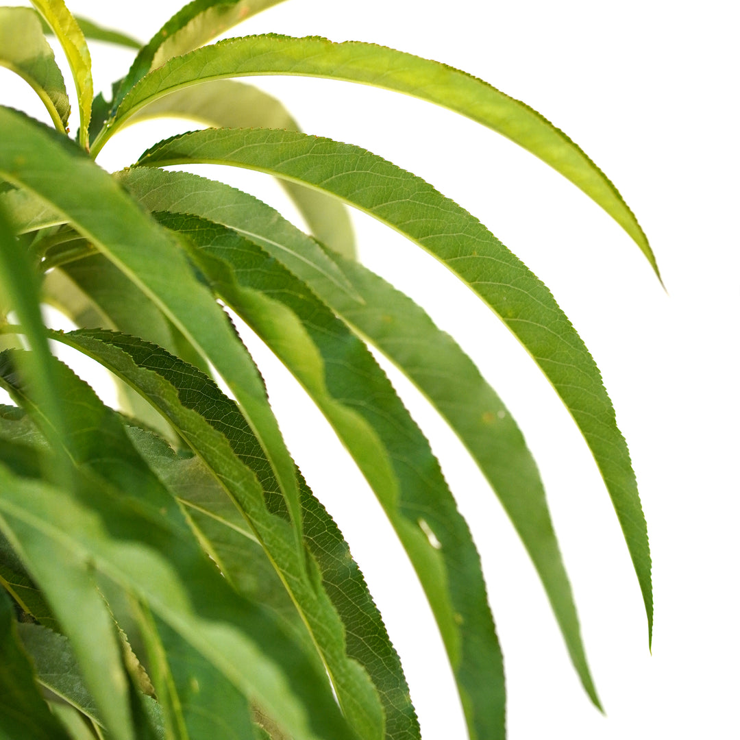 Close-up of vibrant green summer foliage on a Bonanza Patio Peach tree