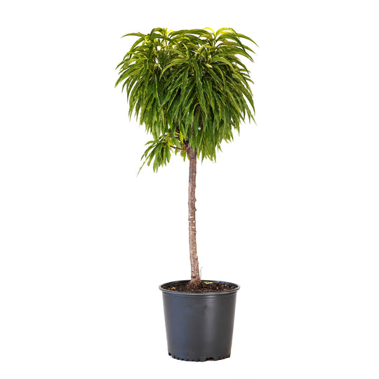 A container-grown Bonanza Patio Peach tree with dense green summer foliage