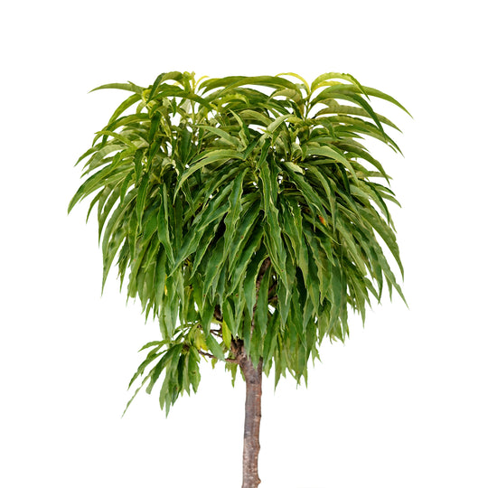 A Bonanza Patio Peach tree showcasing a dense canopy of cascading green summer foliage
