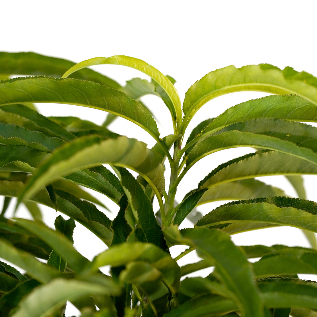 Close-up of dense, vibrant green summer foliage on a Bonanza Patio Peach tree