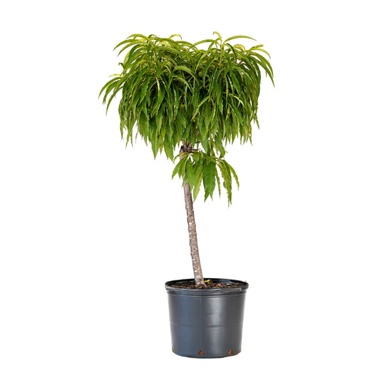 A container-grown Bonanza Patio Peach tree with a dense canopy of green summer foliage