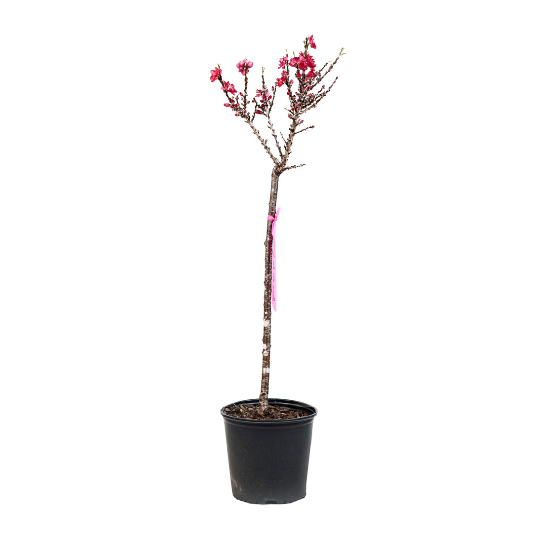 A container-grown Bonanza Patio Peach tree with bright pink spring blossoms against a white background