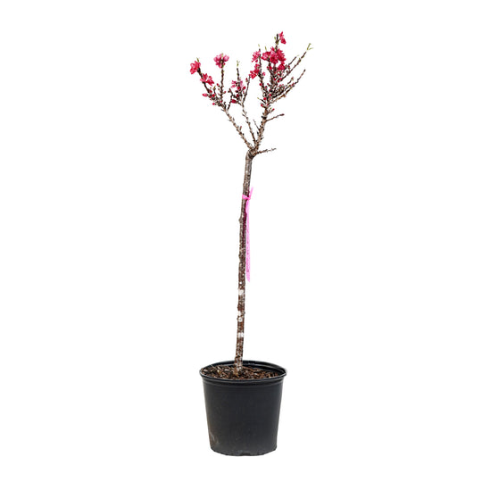 A container-grown Bonanza Patio Peach tree with bright pink spring blossoms against a white background