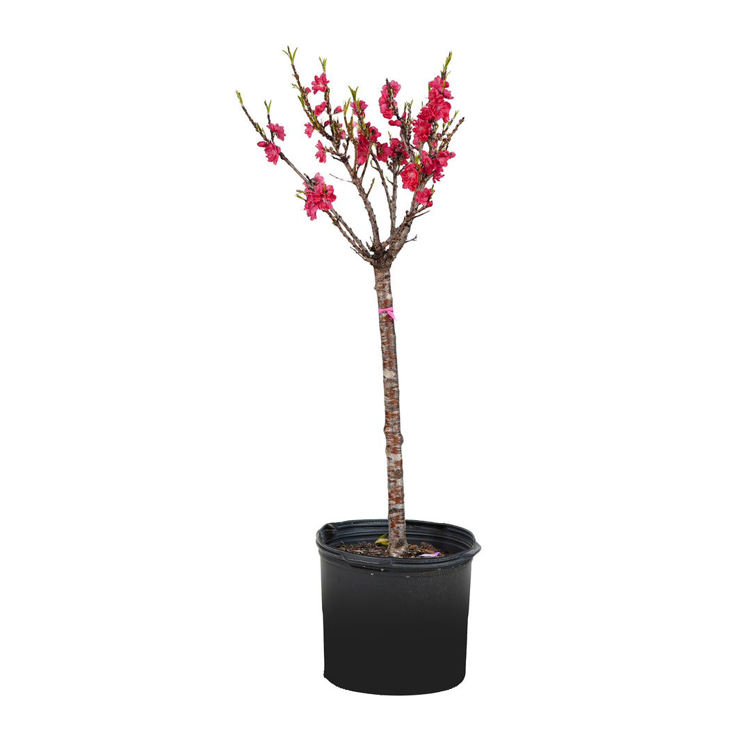 A container-grown Bonanza Patio Peach tree with bright pink spring blossoms against a white background