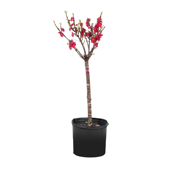 A container-grown Bonanza Patio Peach tree with bright pink spring blossoms against a white background