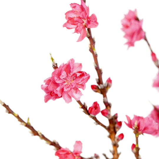 Close-up of bright pink spring blossoms on branches of a Bonanza Patio Peach tree