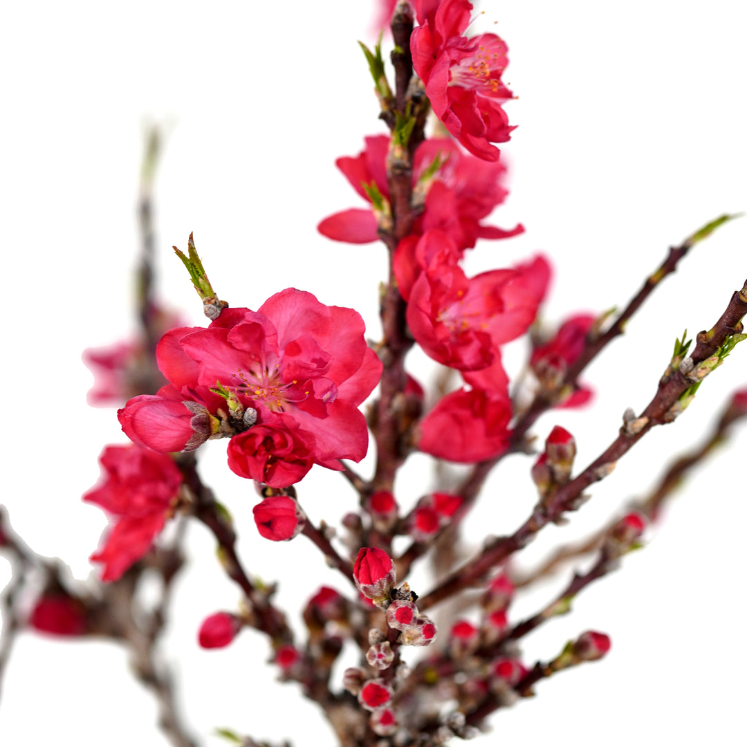 Close-up of vibrant pink flowers and buds on a Bonanza Patio Peach tree branch