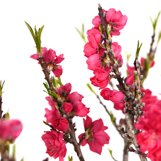 Close-up of bright pink spring blossoms on branches of a Bonanza Patio Peach tree