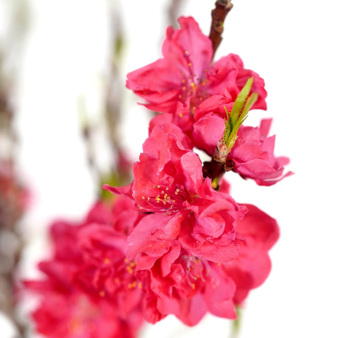 Close-up of hot pink flowers and fuzzy buds on a Bonanza Patio Peach tree branch