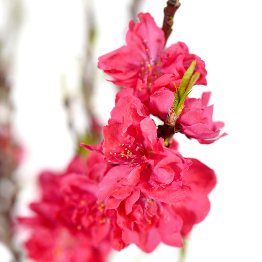 Close-up of hot pink flowers and fuzzy buds on a Bonanza Patio Peach tree branch