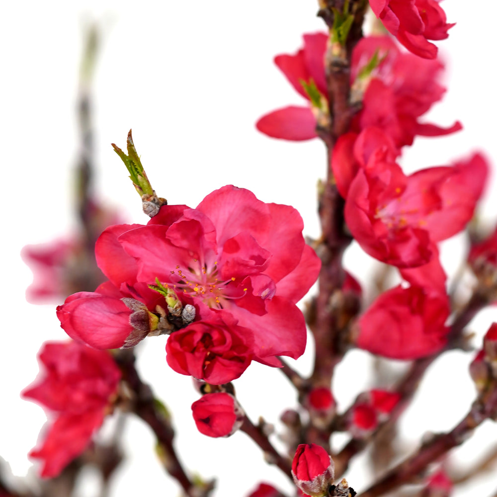 Close-up of bright pink blossoms and red buds on a Bonanza Patio Peach tree branch