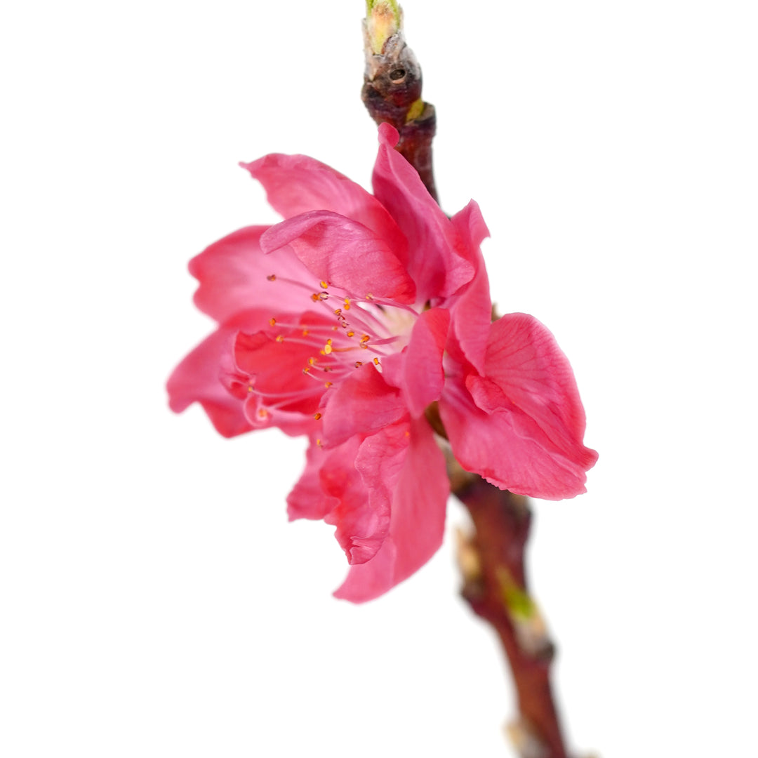 Extreme close-up of a vibrant pink flower on a Bonanza Patio Peach tree branch