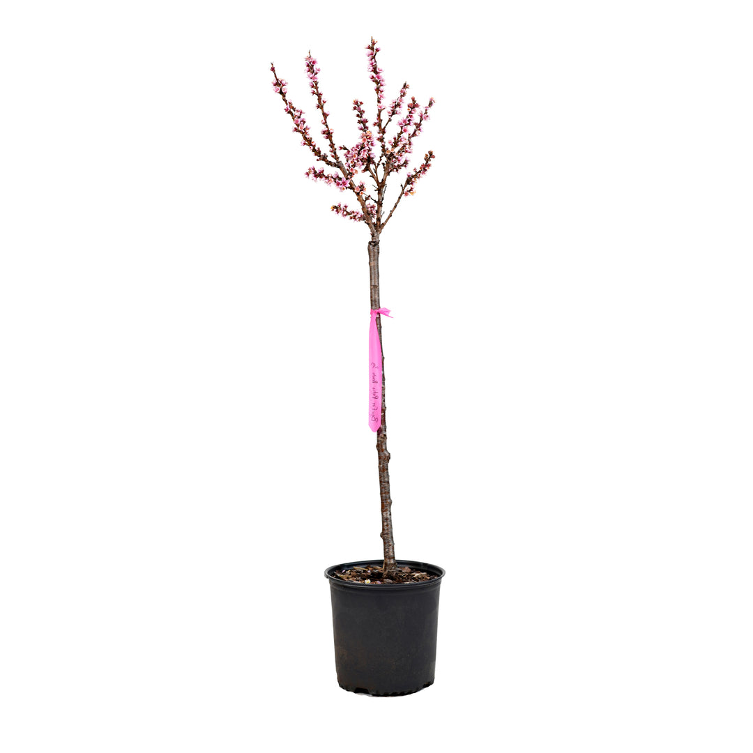 A containerized Bonfire Patio Peach tree with pink blossoms