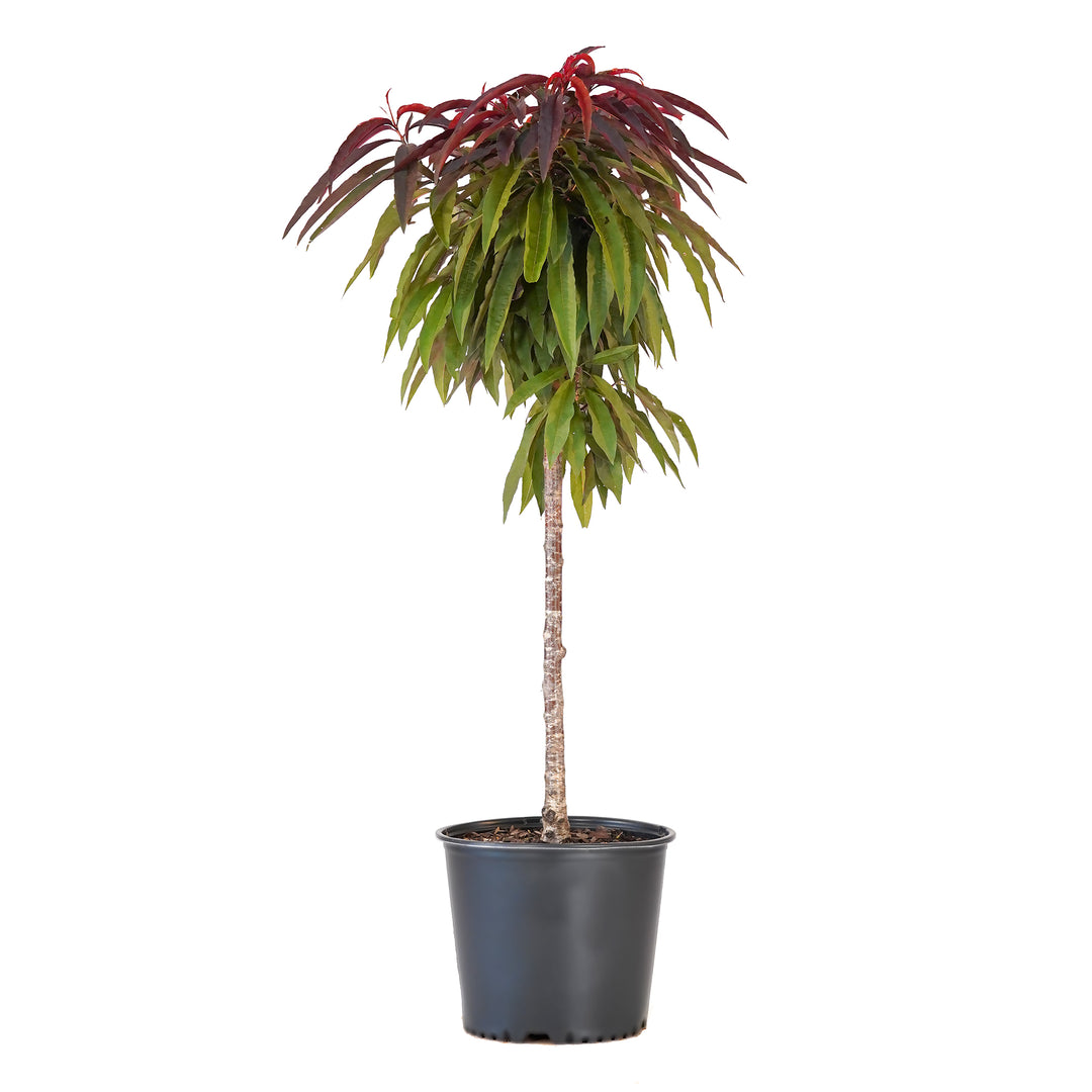 A container-grown Bonfire Patio Peach tree with rich green and burgundy summer foliage