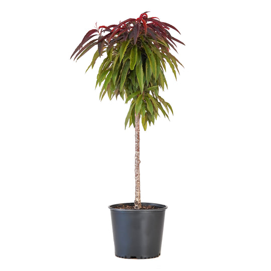 A container-grown Bonfire Patio Peach tree with rich green and burgundy summer foliage