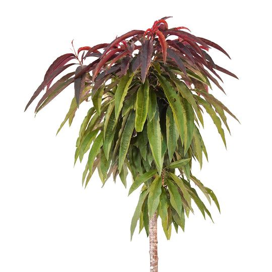 A Bonfire Patio Peach tree showcasing a dense canopy of green and burgundy summer foliage