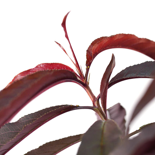 Close-up of rich burgundy and red summer foliage on a Bonfire Patio Peach tree