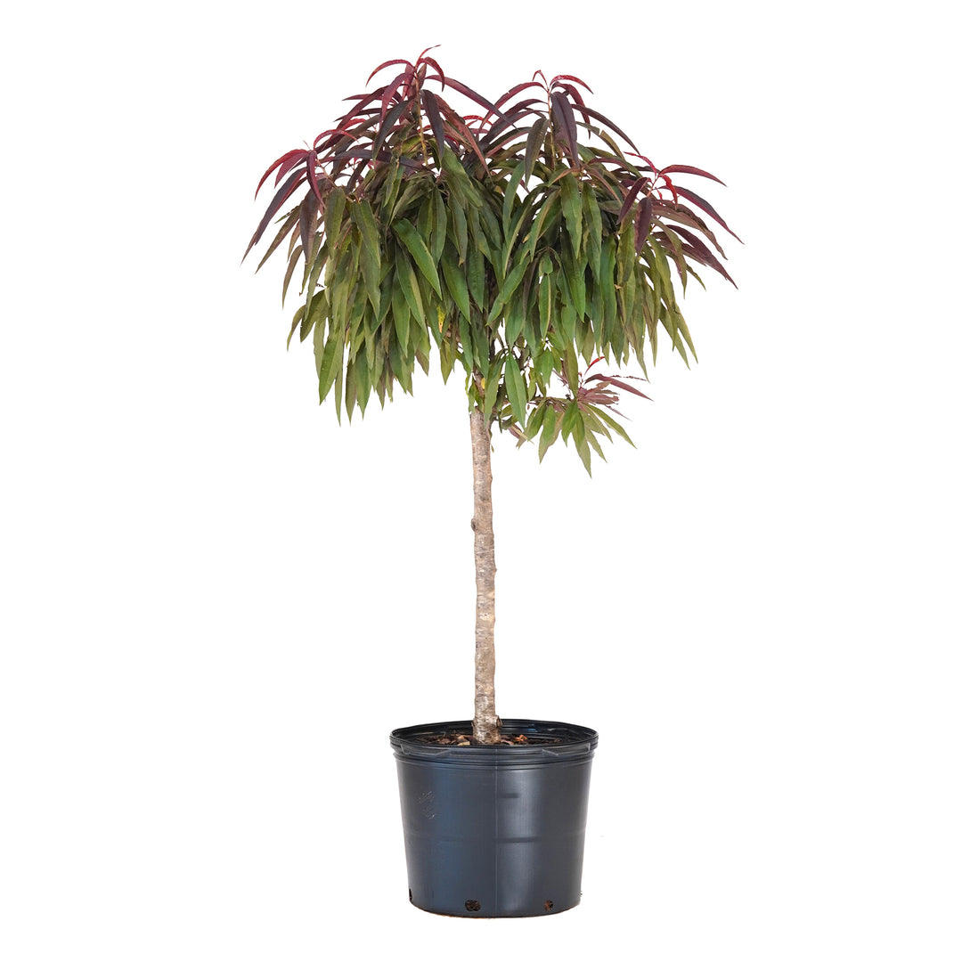 A potted Bonfire Patio Peach tree with a dense canopy of green and burgundy leaves