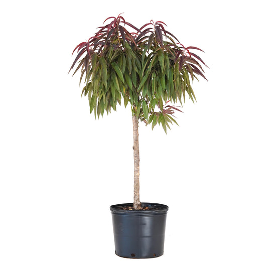 A potted Bonfire Patio Peach tree with a dense canopy of green and burgundy leaves