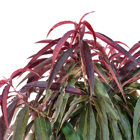 Close-up of rich burgundy and fiery red summer foliage on a Bonfire Patio Peach tree
