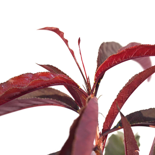 Close-up of glossy burgundy and red summer foliage on a Bonfire Patio Peach tree