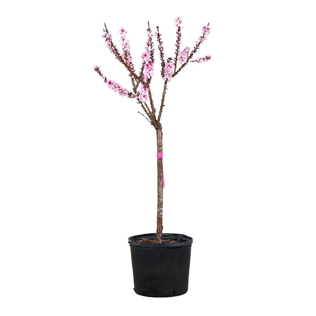 A potted Bonfire Patio Peach tree showcasing pink spring blossoms