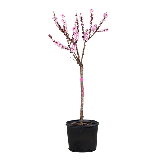A potted Bonfire Patio Peach tree showcasing pink spring blossoms