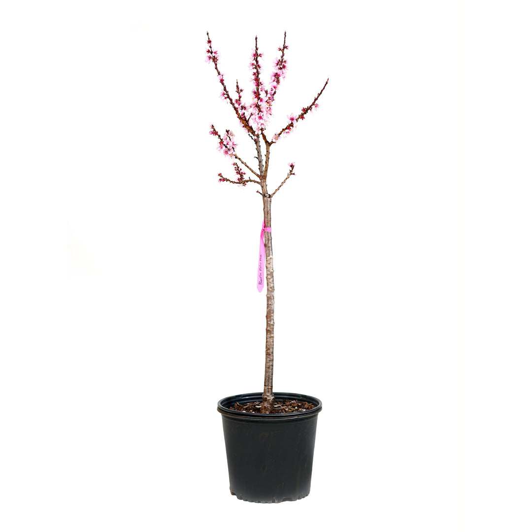 A container-grown Bonfire Patio Peach tree with pink spring blossoms