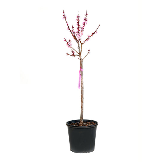 A container-grown Bonfire Patio Peach tree with pink spring blossoms