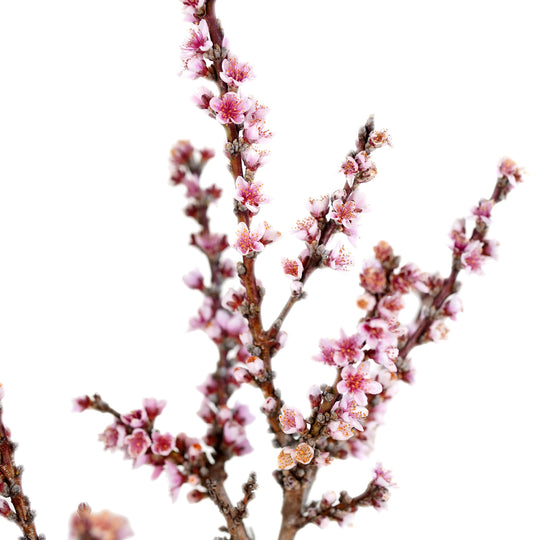 Close-up of bright pink spring blossoms on branches of a Bonfire Patio Peach tree