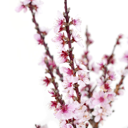 Close-up of vibrant pink flowers and buds on a Bonfire Patio Peach tree branch